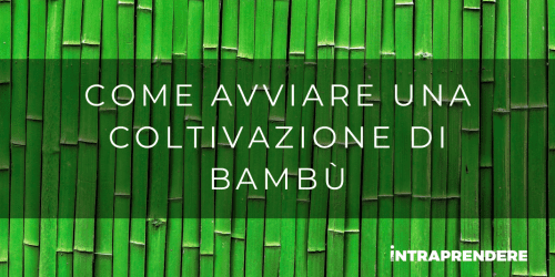 Coltivazioni bambù, come coltivare il bambù