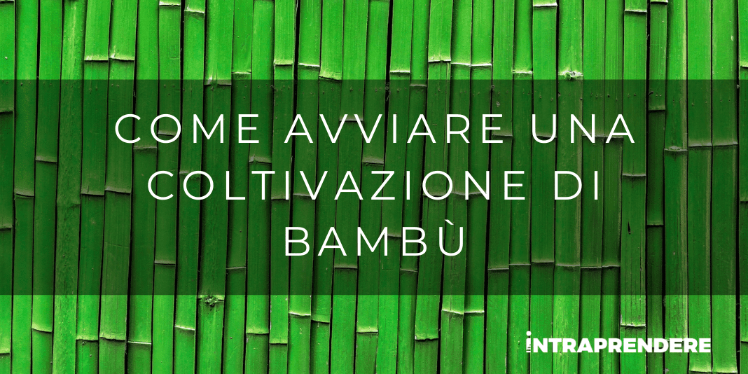 Guida alle Nuove Coltivazioni Redditizie: Quanto Convengono le Coltivazioni di Bambù? Tutto Quello che Devi Sapere